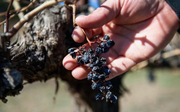 Viñas chilenas se mueven al sur para afrontar el cambio climático: país perderá hasta un cuarto de los actuales viñedos en 2050
