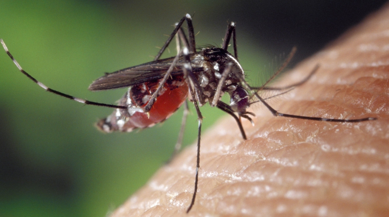Cambio climático estaría incidiendo en expansión del virus zika